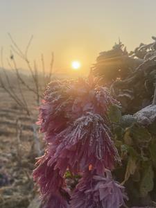 花开落叶小说